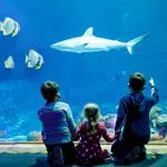 Family visit to the aquarium