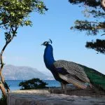 Pfaue der Insel Lopud