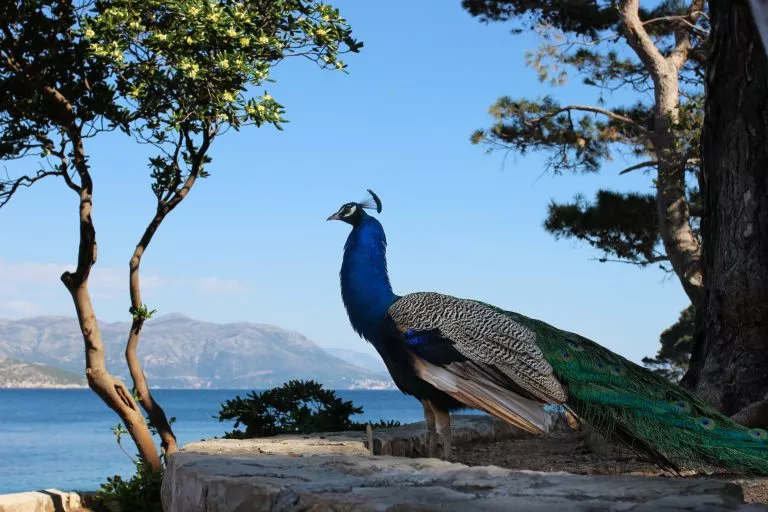 Pfaue der Insel Lopud