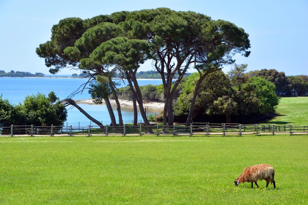 Natural reserve brijuni