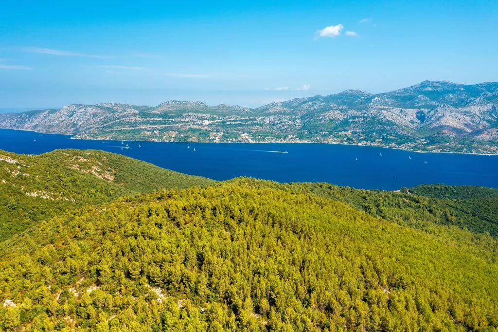 Tallskogar i Korcula