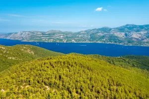 Tallskogar i Korcula
