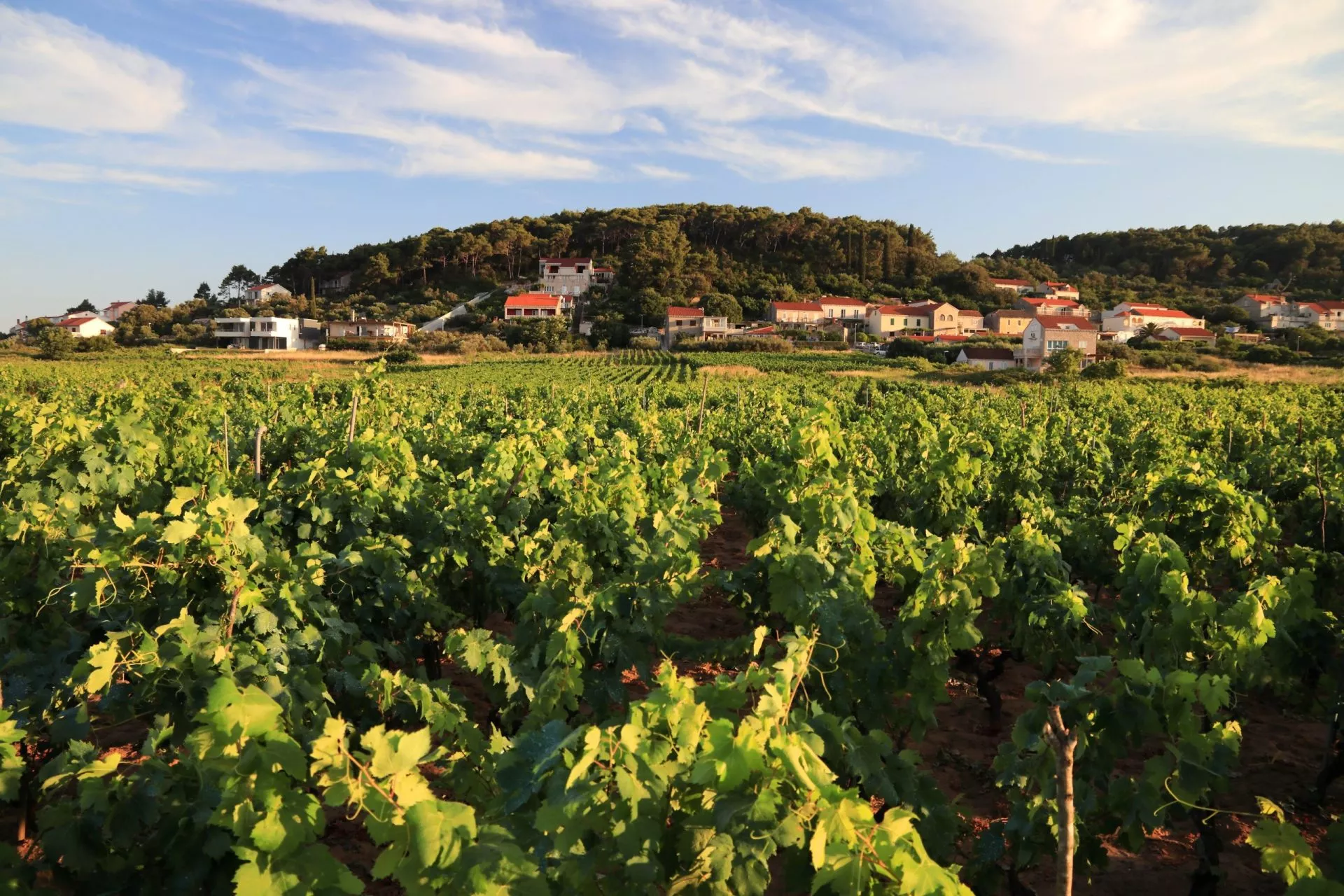 Vineyards of korcula island